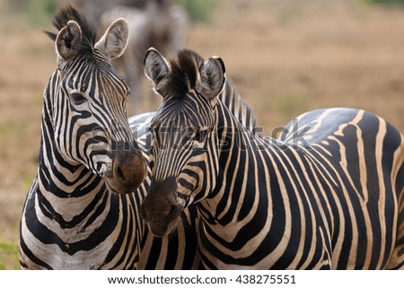 an analysis of the plains zebra Inant function analysis was usedto assign individual zebra hairs to species is thus higher than among those of plains zebras moreover, the larger body. an analysis of the plains zebra Inant function analysis was usedto assign individual zebra hairs to species is thus higher than among those of plains zebras moreover, the larger body.