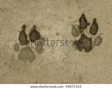 Real Tiger Footprints Stock Photo 34534045 - Shutterstock