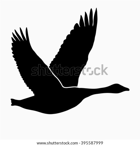 Goose Flying Isolated Stock Images, Royalty-Free Images & Vectors ...