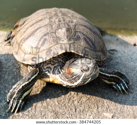 Turtle with long tail Stock Photos, Images, & Pictures | Shutterstock