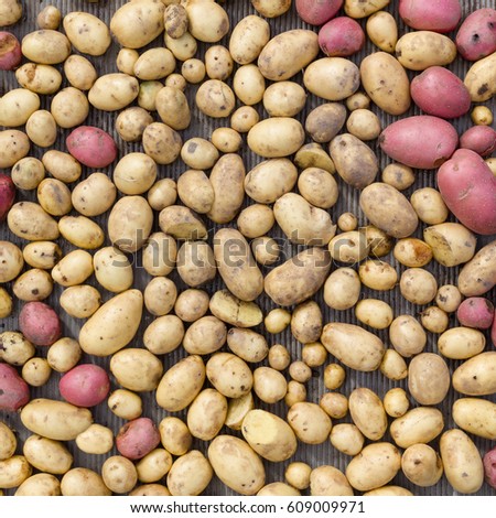https://thumb7.shutterstock.com/display_pic_with_logo/3994366/609009971/stock-photo-top-view-on-organic-potatoes-of-different-shapes-and-sizes-havest-in-autumn-609009971.jpg