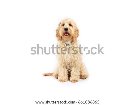 Cockapoo Stock Image