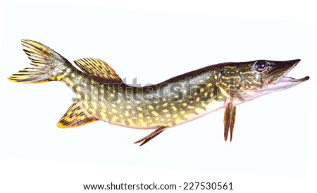 Pike Fish Stock Images, RoyaltyFree Images Vectors Shutterstock