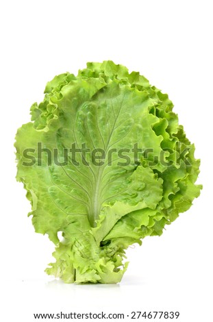 Fresh lettuce on white background