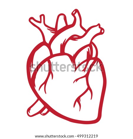 Anatomical Heart Drawing Stock Images, Royalty-Free Images ...