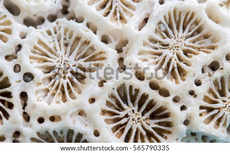 Coral texture macro photo. Ivory white coral structure closeup. Abstract macro background. Dead coral surface with structure elements for water filtration. Biological texture of natural sea coral