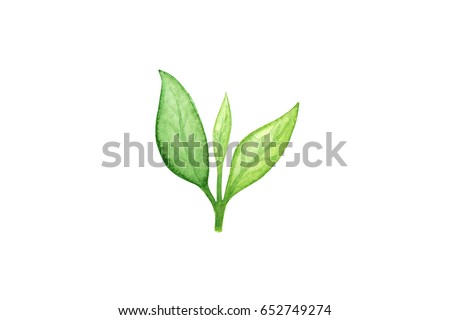 Green Tea Leaf Watercolour Illustration On White Background Fresh Of Tropic Plant Green Tea Leaf Watercolour Illustration On White Background Fresh Of Tropic Plant