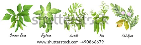 Legume plants (common bean. soybean, lentil, pea, chickpea ). Set of hand drawn vector illustrations of various legume plants on white background.