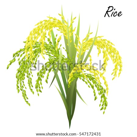 Rice (Oryza sativa, Asian rice). Hand drawn realistic vector illustration of rice panicles on white background