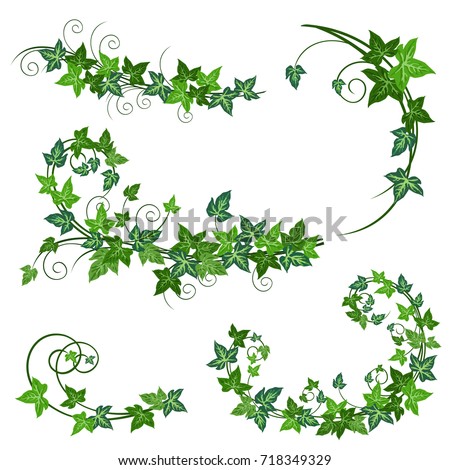 Green Ivy Vector Illustration Stock Vector 49215088 - Shutterstock