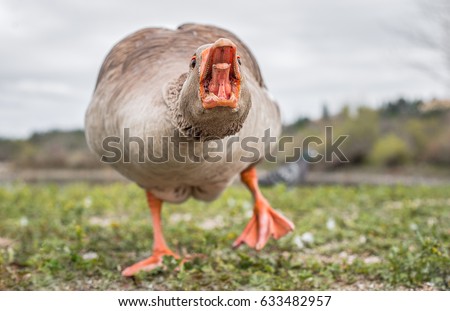 stock-photo-a-feral-goose-at-a-park-in-redding-california-he-and-his