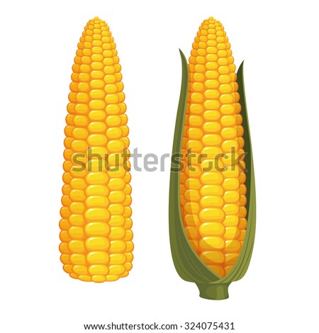 Set of two ripe corn cobs isolated on white background. Vector illustration.