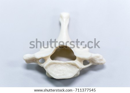 Vertebrate Stock Images, Royalty-Free Images & Vectors | Shutterstock