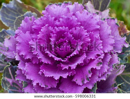 Plant That Looks Like A Purple Cabbage - Brassica Cabbage Flower