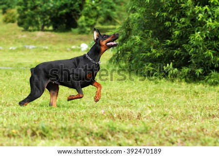 Miniature Pinscher Stock Photo 498675403 - Shutterstock