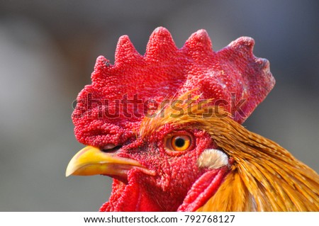 Close up cock pics free Mobile slut load