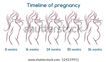 Timeline of pregnancy with line woman silhouette. Vector illustration
