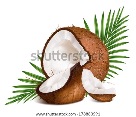 Coconuts with leaves. Vector illustration.