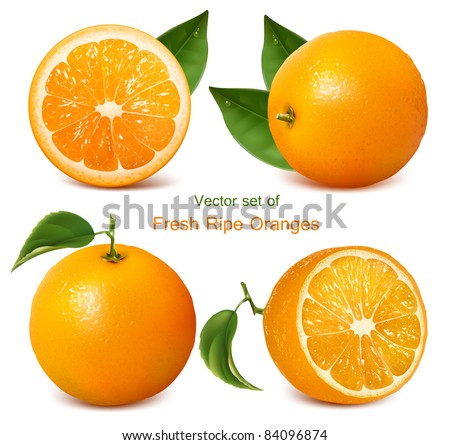 Vector set of fresh ripe oranges with leaves.