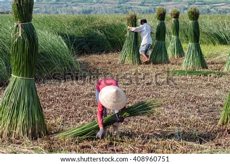 PHU YEN, Vietnam, August 22, 2015 Phu Yen Province FG, central Vietnam, harvesting papyrus