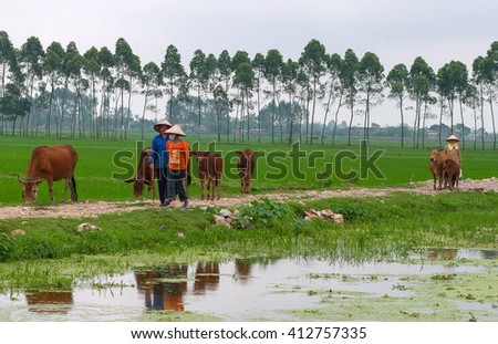 THANH HOA, Vietnam, September 18, 2015 rural women, Thanh Hoa province, livestock cow herd