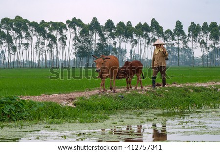 THANH HOA, Vietnam, September 18, 2015 women, Thanh Hoa province, livestock cow herd