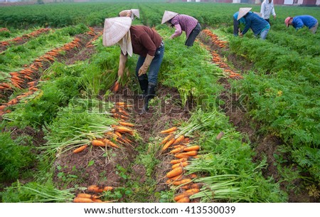 BAC Ninh, Vietnam, February 19, 2016 FG Bac Ninh, Vietnam, harvesting carrots