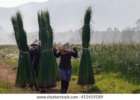 PHU YEN, Vietnam, August 27, 2015 farmers Phu Yen Province, Vietnam, harvesting papyrus