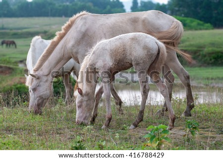 THAI NGUYEN, VIETNAM, April 6, 2016 horses eat grass, prairie Ba Van, Thai Nguyen Province, Vietnam