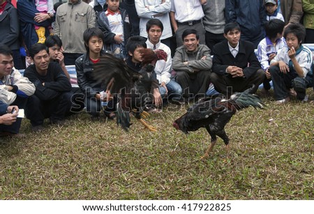 BAC Ninh, Vietnam, March 3, 2016 in Bac Ninh people, entertainment, cockfighting, the village festival