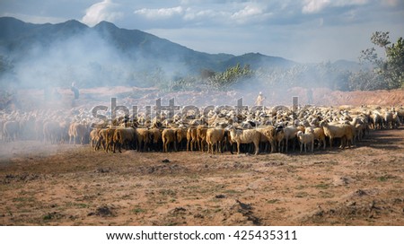 Ninh Thuan, Vietnam, October 12, 2015 rural people Ninh Thuan, Vietnam, raising sheep