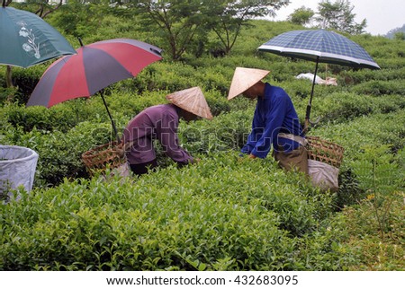 THAI NGUYEN, VIETNAM, May 14, 2016 FG, special tea growing areas, harvests