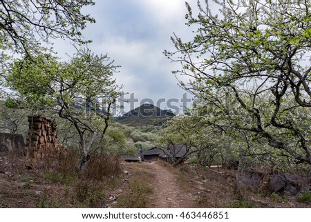 MOC CHAU, VIETNAM, February 9, 2016 plum blossom landscapes, mountainous Moc Chau, in the spring
