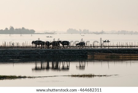 HUE. VIETNAM, April 19, 2016 buffaloes, go through the Tam Giang, Hue, Vietnam, in the afternoon