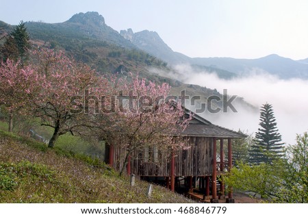 SAPA, VIETNAM, February 16, 2016 garden, peach flowers, spring, highland Sapa, Vietnam