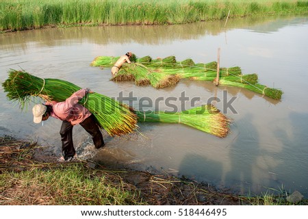 PHU YEN, VIET NAM, April 16, 2016 farmers Phu Yen, central Vietnam. harvest Seagrass