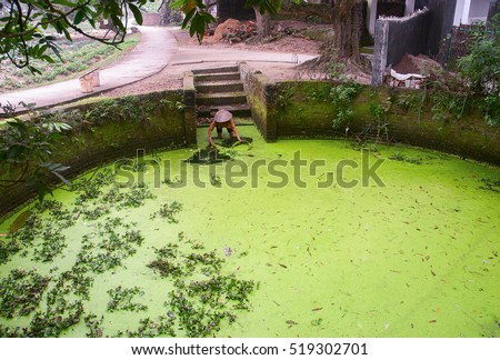 HAI DUONG, Vietnam, August 23, 2016 the woman, countryside Hai Duong, Vietnam, jobs get green vegetables, where lakes