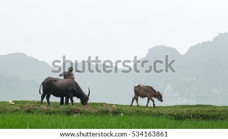 THANH HOA, Vietnam, September 26, 2016 men, Thanh Hoa Vietnam countryside, raising buffalo, which fields