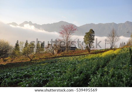 SAPA, VIETNAM, February 16, 2016 garden, peach flowers, spring, highland Sapa, Vietnam