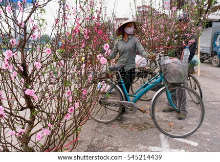 HAI DUONG, Vietnam, December 30, 2106 Gia Loc rural, Hai Duong province, to the peach blossom harvest, sell on the occasion of spring