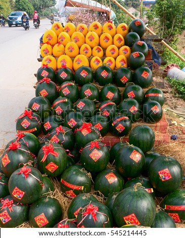 HAI DUONG, Vietnam, December 30, 2106 Gia Loc rural, Hai Duong province, to harvest watermelons, sell on the occasion of spring