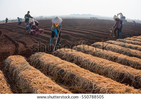 HAI DUONG, Vietnam, September 20, 2016 farmers groups, rural Hai Duong, planting carrots