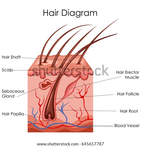 Medical Education Chart Biology Hair Diagram Stock Vector 645657787