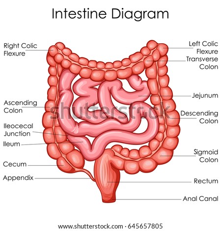 Appendix Cancers Genetically Distinct From Other Gi Cancers