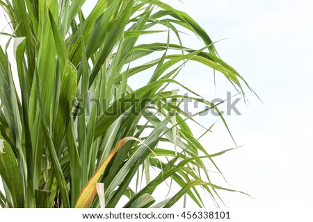 sugarcane  make sugar for food or desert ,sugarcane is industrial drop 