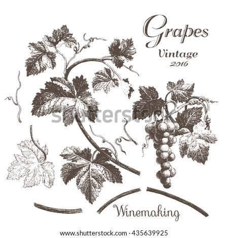 Winemaking 2. Hand drawn illustrations with grapes and leaves on a white background. Ink pen picture in vector
