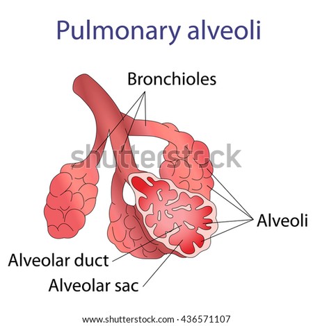 Illustration Human Alveolar Structure Illustration Stock Illustration ...