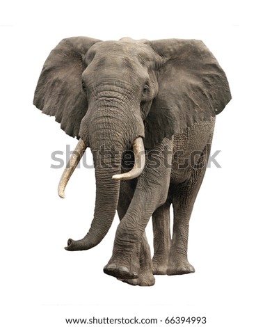 elephant approaching isolated