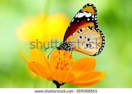 Butterflies and Flowers - 1 Hour Nature Meditation with Soothing ...