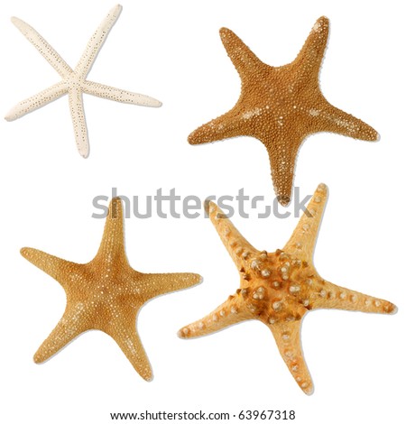 Stained Glass Sea Horse Starfish Stock Photo 33777475 - Shutterstock